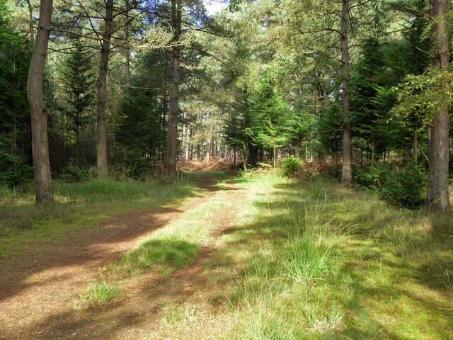 Path, Swinley Forest