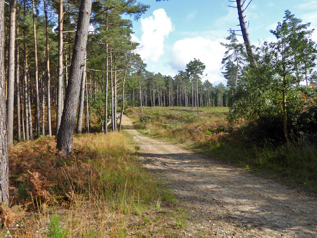 Track, Swinley Forest