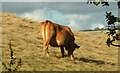 SX8870 : Cow near Haccombe by Derek Harper