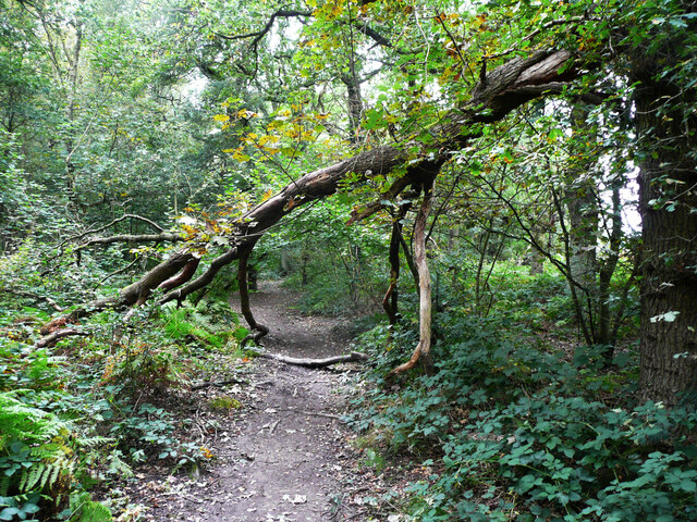 Path in Avenue Wood, Newsam