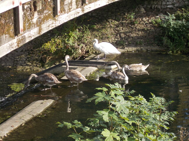 Swans at Cuckoo's Hollow, Werrington