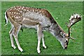 SJ7387 : Dunham Massey Deer Park: Fallow Deer by Michael Garlick