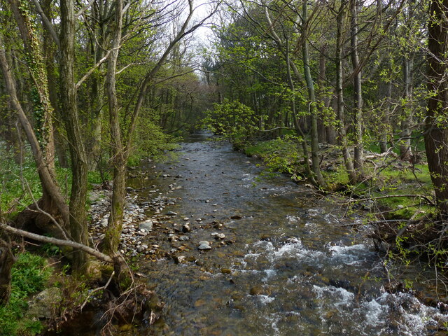 Woodland along the Afon Aber