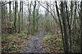 Footpath, Gold Hill Woods