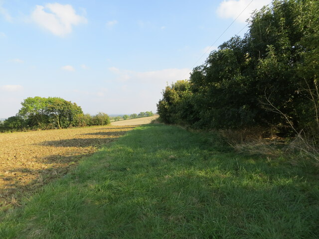 Hedge separating fields near Barrington Hill Triangulation Pillar