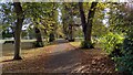 Tree Lined Path