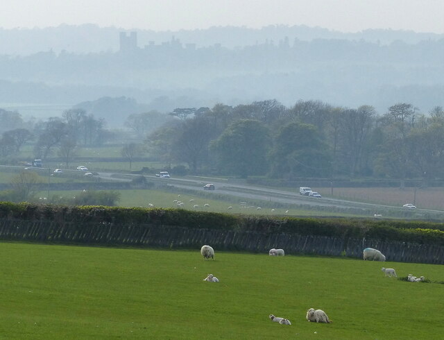 Sheep and pasture at Glyn