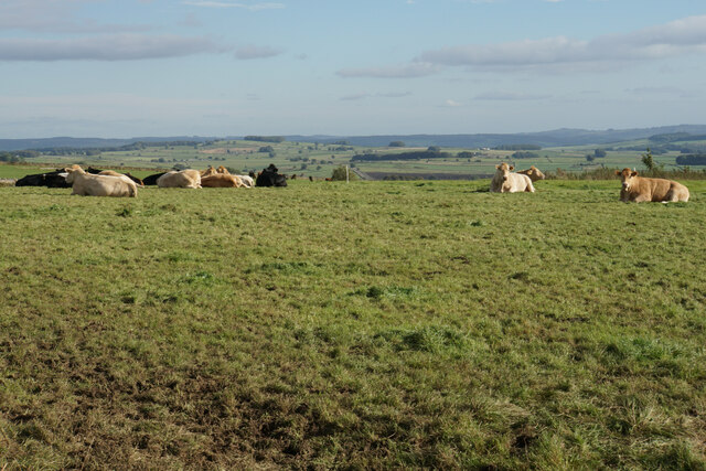 Cattle by Green Lane