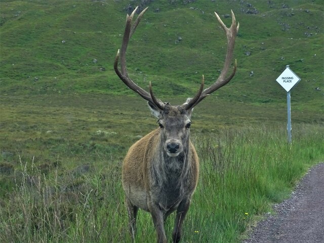 Stag on the road
