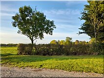 SP6316 : View by Thame Road, Piddington by David Howard