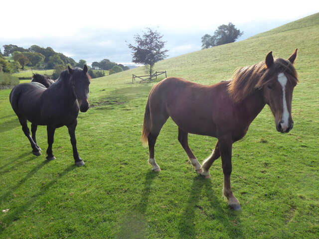 Ponies and cobs in their paddock near Llansantffraid-ym-Mechain