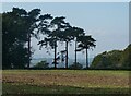 Scots pine trees, south of Warren Street