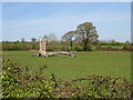 Dead tree in a field north of Peterstow