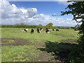 Cattle grazing near Mancot