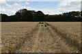 Path through barley