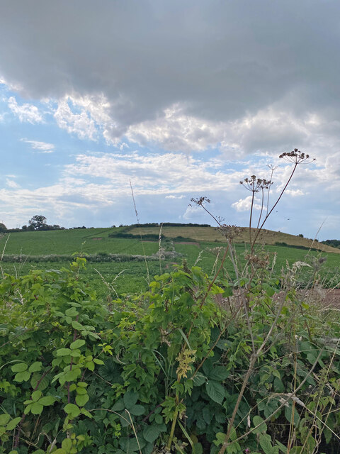 Green fields near Leominster