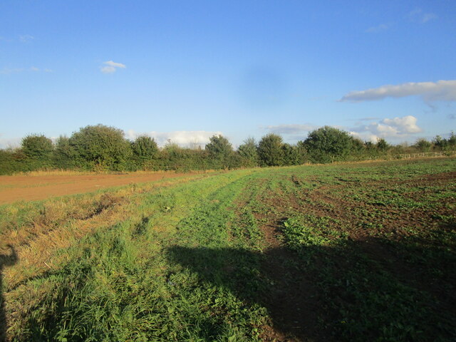Field edge off Water Lane
