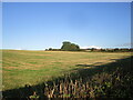 Stubble field and Sampson