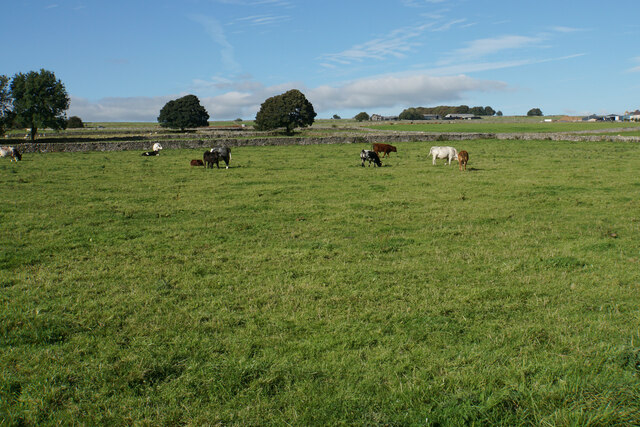 Cattle above Flagg