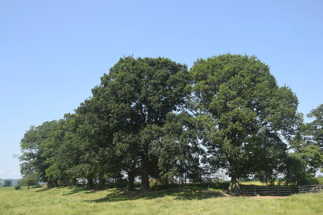 Trees beside Offa's Dyke near Llandrinio