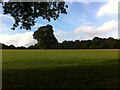 Oak tree in a field between Dial House Farm & Thickthorn Wood