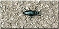 ST1334 : Oil Beetle by Marika Reinholds
