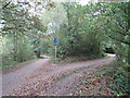 Paths in woodland, Harrogate