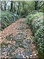 Track through woodland in autumn