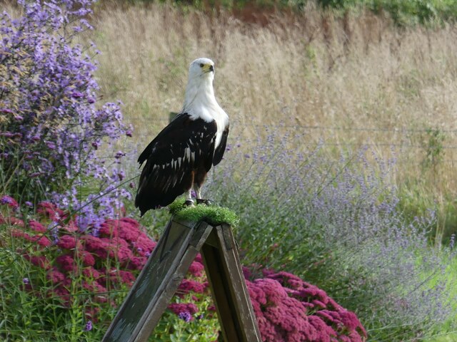 Fish eagle in a falconry display, Picton Castle Gardens