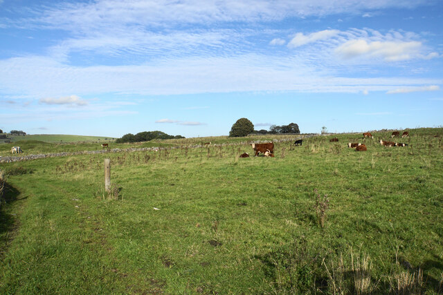 Cattle by Blackwell Lane