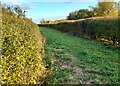 Grass path by Southam Road, Ladbroke