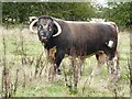 SO8451 : Longhorn bull by Philip Halling
