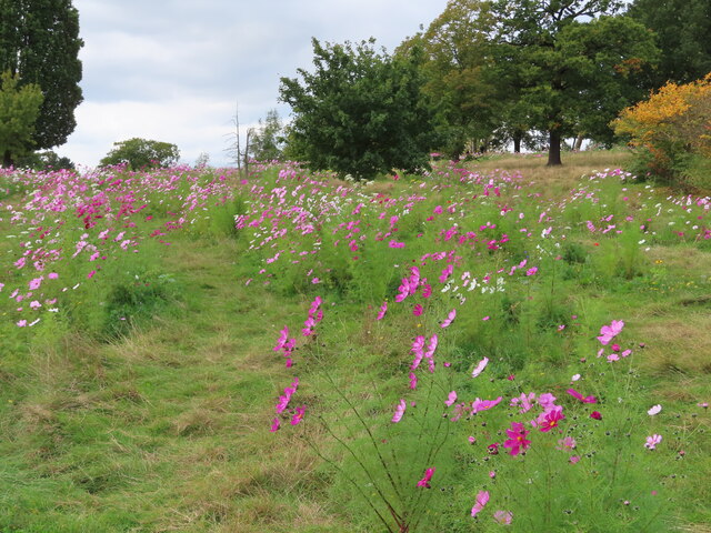 Flowers in rough grass, Gladstone Park Willesden