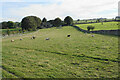 Sheep by Cross Lane Farm