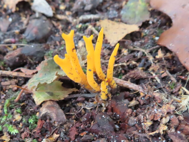 Yellow Stagshorn fungus (probably), Egypt Woods