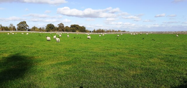 Sheep in field on north side of Common Lane