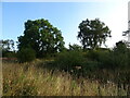 Woodland near the Ryecastle Burn