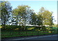 Birch woodland beside the A74(M)