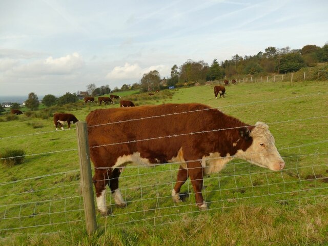 Brown and white cattle below Mow Cop