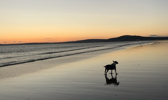 can you take dogs on aberavon beach