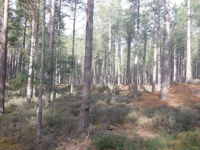 Culbin Forest