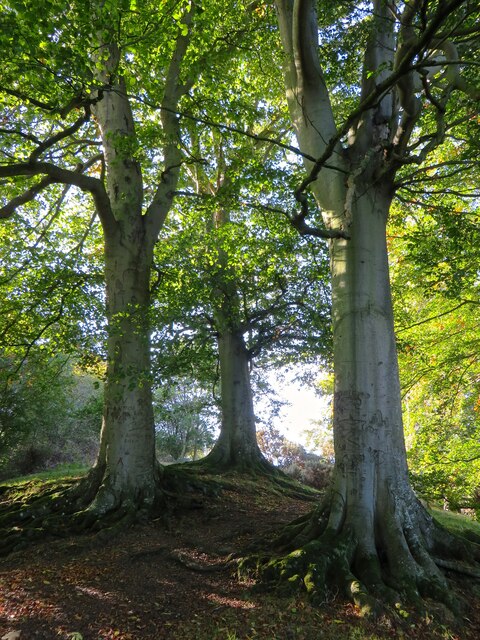 Beech trees on Ffridd Faldwyn
