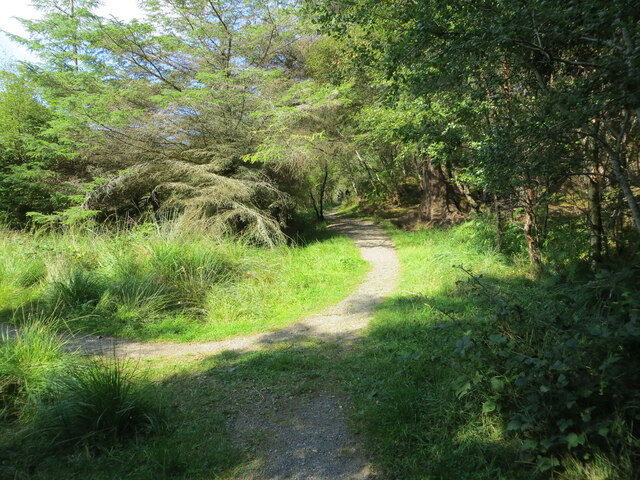 A junction of footpaths in Culag Woods