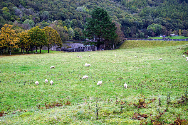 Sheep grazing by Cwm Rheidol dam