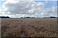 A field by Stone Road, Yaxham