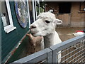 An alpaca at Vauxhall City Farm