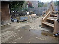 An alpaca at Vauxhall City Farm