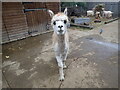 An alpaca at Vauxhall City Farm