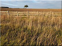 SP4256 : Field in Wormleighton by David Howard