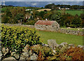 Grazing sheep by a field barn off Wild Forest Lane